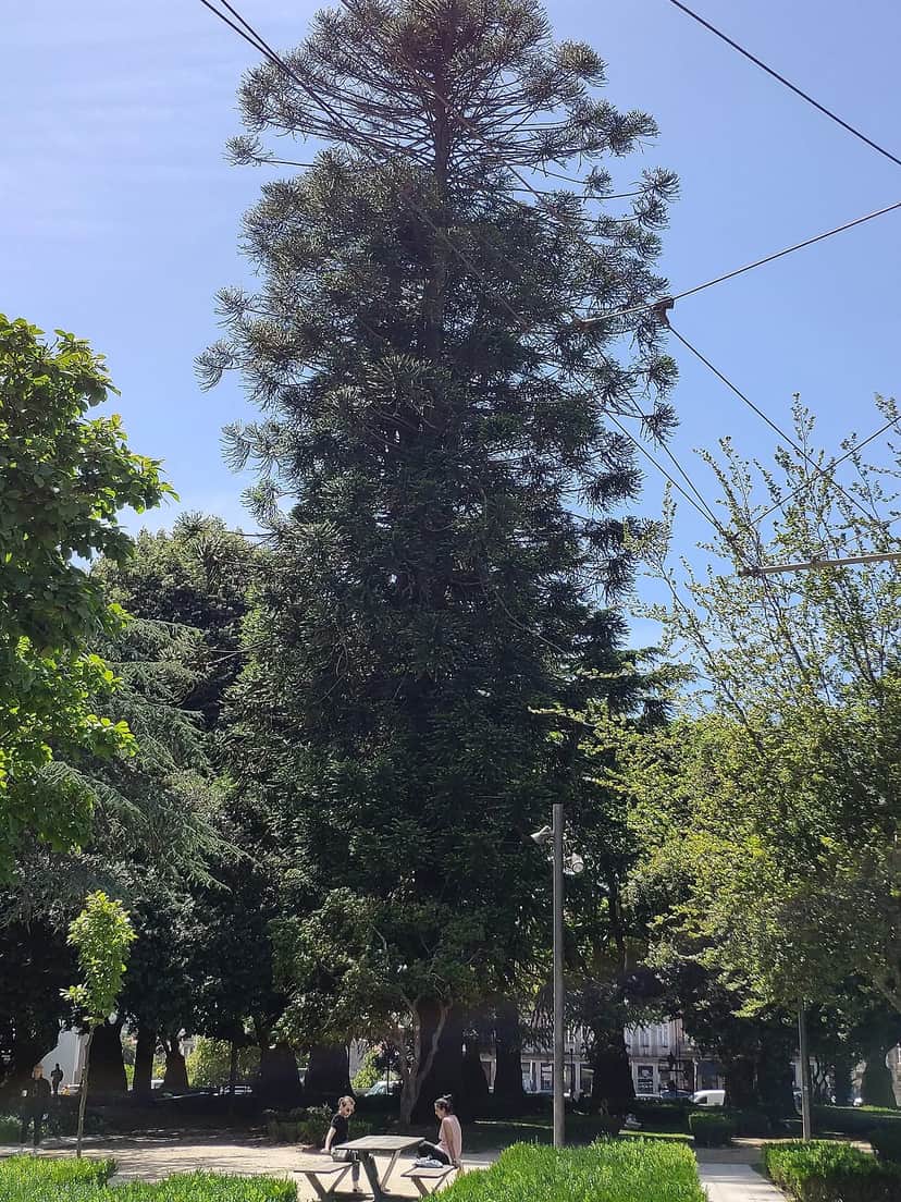 Pinheiro bunya, Porto