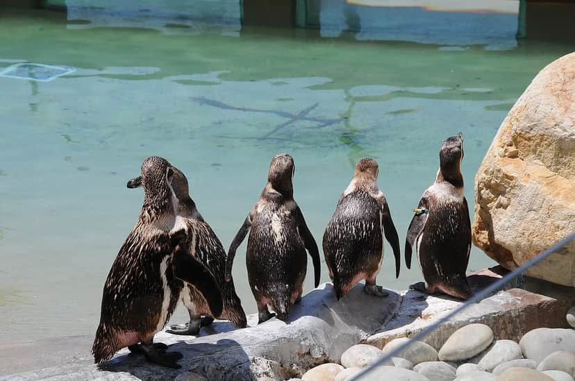 Zoo Santo Inácio, Porto