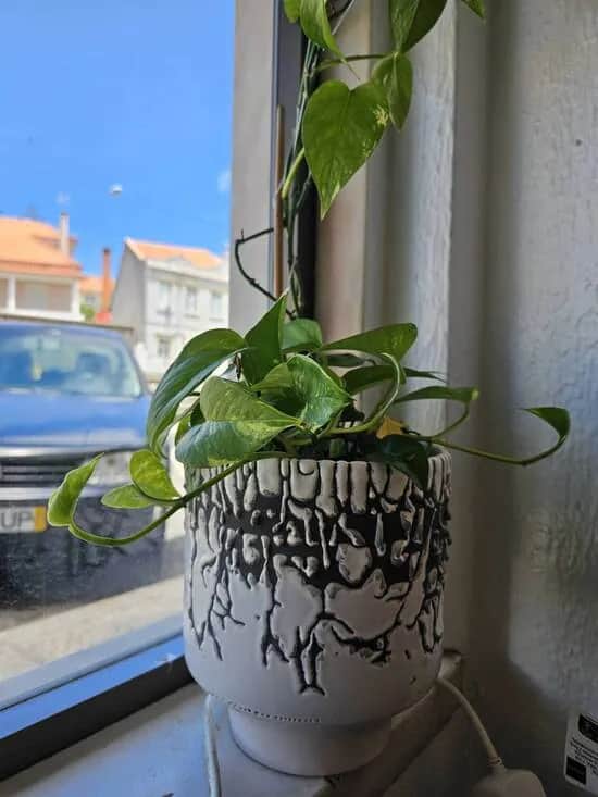 Sabores do Bairro, リスボン