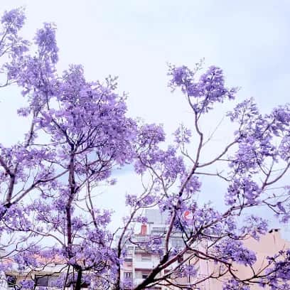 Jacarandá, 里斯本