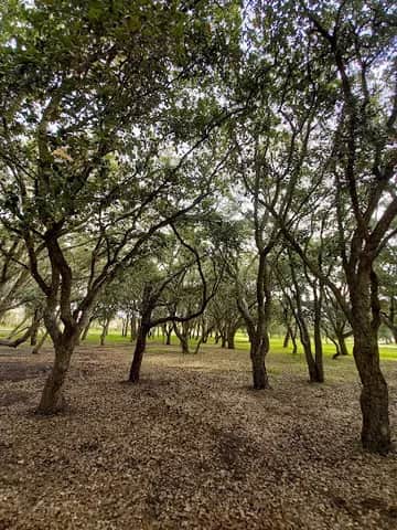 Bosque Lusitano, Lissabon