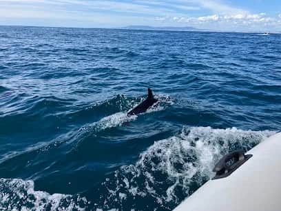 Mercedes-Benz Oceanic Lounge / Dolphin watching tour, 里斯本