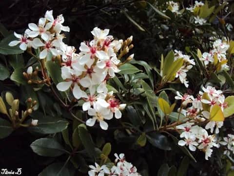 Jardim Gulbenkian, 里斯本