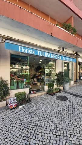 Tulipa Negra, Lissabon